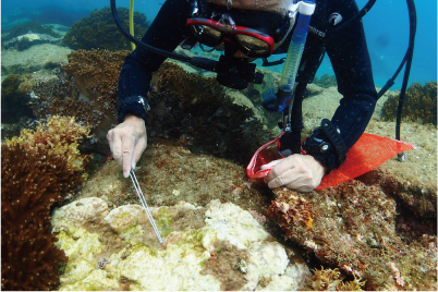 海中のサンゴが食べられている場所を見つけて、そのそばに固まる巻貝を駆除します。