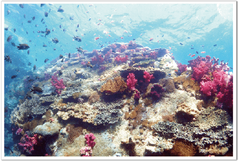 岩肌を覆いつくすサンゴ群生。色鮮やかな赤いサンゴのオオトゲトサカの周りには、小魚の群れが集まります。