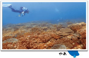 水深5ｍの浅い場所に広がるサンゴ群生ポイント。初心者からでも簡単に潜れるので、お勧めノダイビングポイントの一つです。