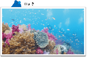 広範囲に広がるサンゴ群生の横島。その中でも特にお勧めのポイント小横島は、色鮮やかなサンゴ群生と魚の群れに包まれます。