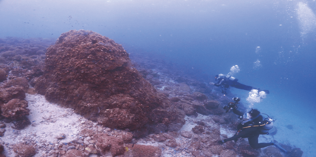 推定150歳くらいの大きなサンゴを、水中でダイバーが写真を撮る様子。