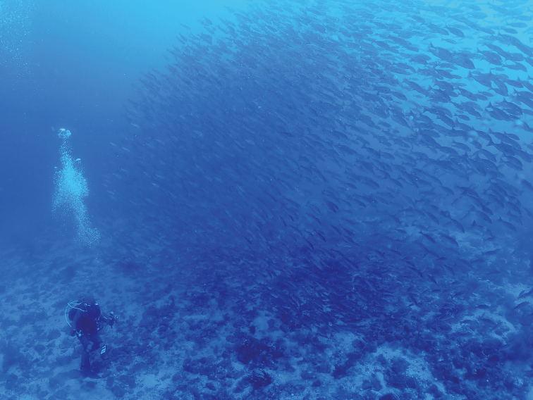 水底にたたずむダイバーの目の前には、高さが3ｍを越えるような魚の壁。イサキの大群に出会えた瞬間。