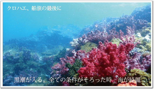 海底が見える船でお見せしている最後のポイントに黒潮が入ったときは、赤、紫、緑色のサンゴが一面に生えて、皆様を楽しませてくれます。