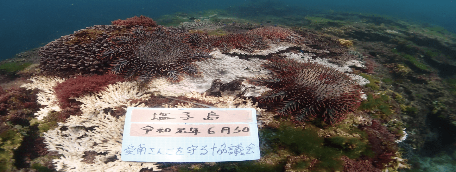 サンゴの上に沢山のオニヒトデが乗っていて、既に食べられたサンゴが白い色に変わってしまっている様子