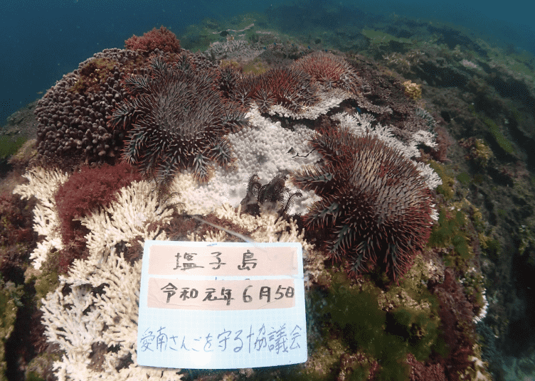 2019年の塩子島の様子は、まだサンゴが残っていましたが、パッと見たら５匹以上のオニヒトデが群れているのを、簡単に目視可能でした。