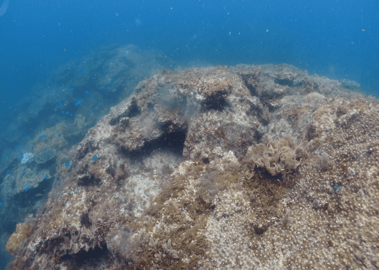 2021年以降も活動を続けましたが、保護活動も間に合わず、この海域のサンゴは全て死滅して、完全に岩肌が見える状態になりました。