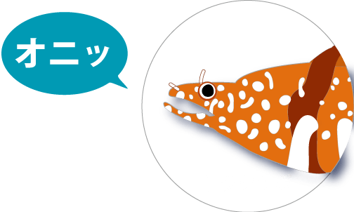 トラウツボだけど、オニヒトデの案内