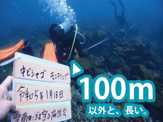 サンゴの間をぬって引いた、100ｍのラインを回収するダイバー