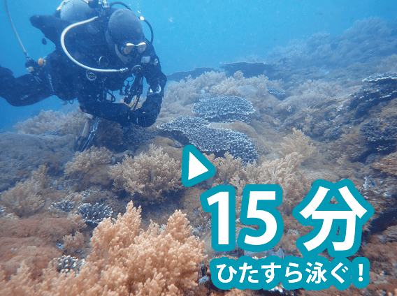 スポットチェック法の実施で、15分間、サンゴの上を泳ぎ回るダイバー
