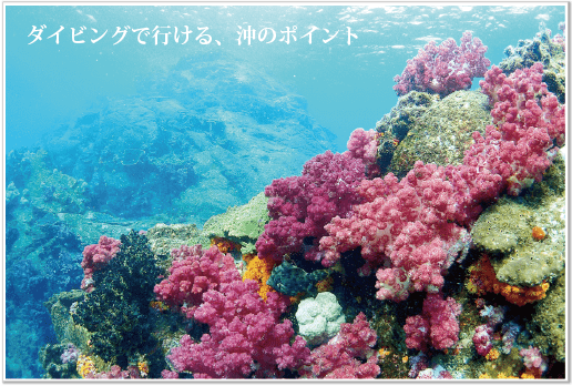 沖のポイント、5号地クロハエは赤や緑のサンゴが綺麗に色をつけています