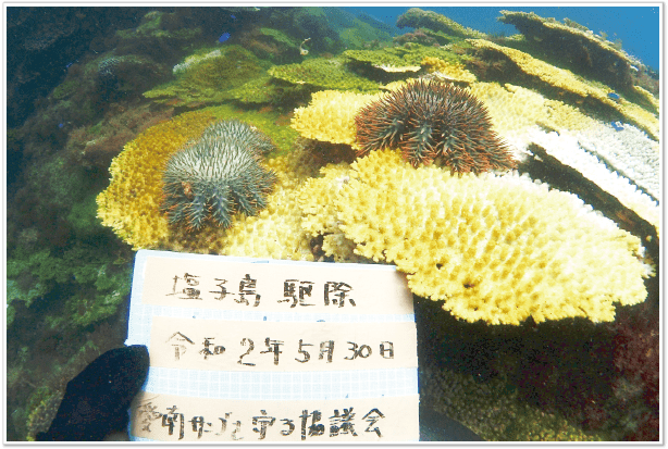 オニヒトデに食べつくされてしまった塩子島のサンゴ群。沢山のサンゴ真っ白になっています。