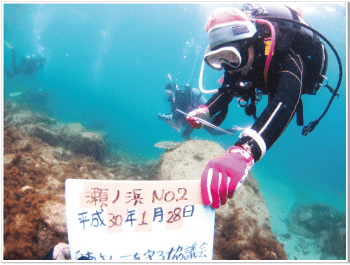 水中でレイシガイ（サンゴを食べてしまう貝類）を駆除する女性ダイバー
