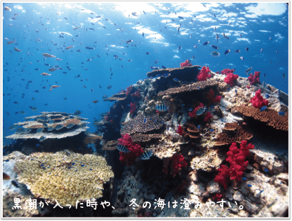 黒潮がはいると海がとても綺麗です。冬の海も透明度が良いことが多い！