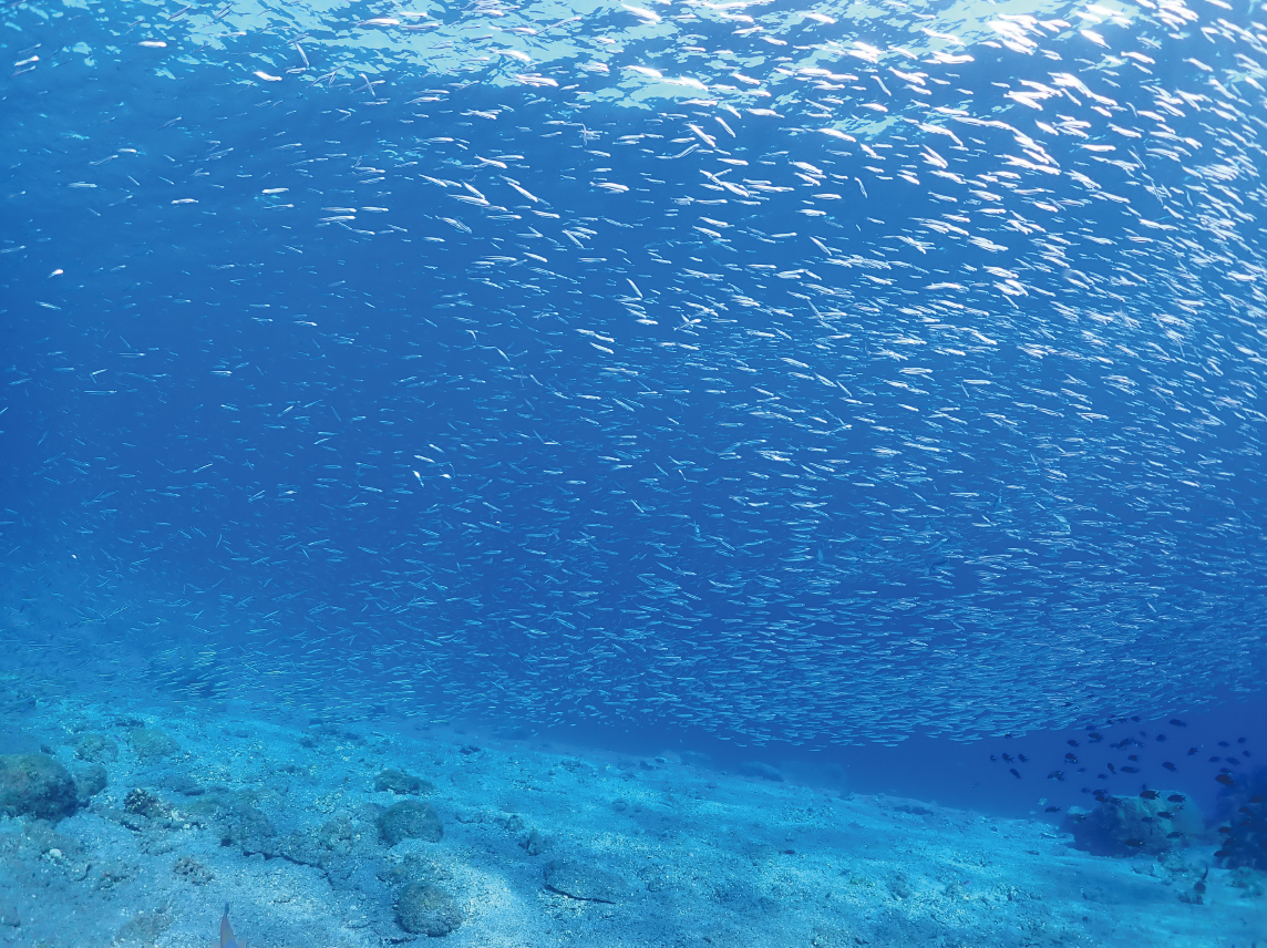 鹿島の海中風景をみると、水深5ｍの場所でもきらきらと輝くきびなごの大群が観察できる。