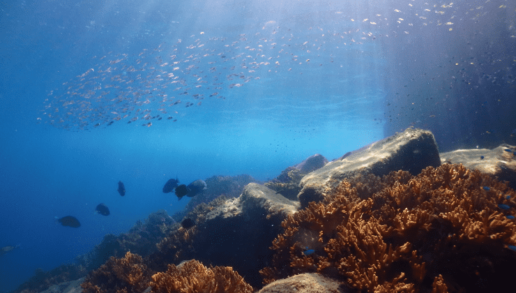 鹿島周辺海域は黒潮が入ると、海の中が抜群に綺麗になる。青色の背景に、サンゴ群生と沢山の魚が泳ぐ姿。
